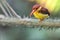 Rufoubacked kingfisher - juvenile (front view)