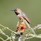 Rufous or Allen`s Hummingbird adult male perched on flowering tree with open beak