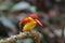 Rufous-backed Kingfisher Ceyx rufidorsus