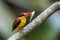 Rufous-backed Kingfisher eating a fish