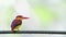 Rufous-backed kingfisher - Juvenile back profile