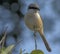 Rufous-backed shrike