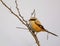 Rufous Backed Shrike (Lanius Schach)