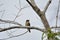 Rufous-bellied Blue Flycatcher,Female bird