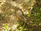 A rufous-bellied thrush bird in a garden