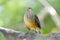 Rufous-bellied thrush, bird symbol of Brazil