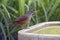 Rufous-bellied thrush, bird symbol of Brazil