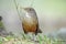 Rufous-bellied thrush, bird symbol of Brazil