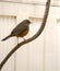 A rufous bellied thrush (Turdus rufiventris) perched on a branch