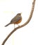 rufous bellied thrush (Turdus rufiventris) perched on a branch isolated on a white background