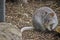 Rufous bettong