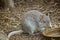 Rufous bettong