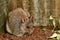 Rufous Bettong rat-kangaroo full lenght