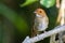 Rufous Browed Flycatcher bird in reddish brown with white throat perching on branch at Fraser`s hill, Malaysia