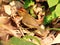 Rufous-capped Babbler