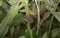 Rufous-capped spinetail, Synallaxis ruficapilla