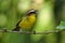 Rufous-capped Warbler - Basileuterus rufifrons, Chestnut-capped warbler - Basileuterus delattrii  a New World warbler native from