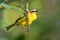 Rufous-capped Warbler - Basileuterus rufifrons, Chestnut-capped warbler - Basileuterus delattrii  a New World warbler native from