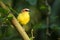 Rufous-capped Warbler - Basileuterus rufifrons, Chestnut-capped warbler - Basileuterus delattrii  a New World warbler native from