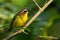 Rufous-capped Warbler - Basileuterus rufifrons, Chestnut-capped warbler - Basileuterus delattrii  a New World warbler native from