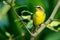 Rufous-capped Warbler - Basileuterus rufifrons, Chestnut-capped warbler - Basileuterus delattrii  a New World warbler native from