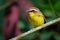 Rufous-capped Warbler - Basileuterus rufifrons, Chestnut-capped warbler - Basileuterus delattrii  a New World warbler native from