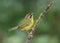 Rufous-capped Warbler Basileuterus rufifrons,Panama