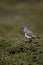 Rufous-chested dotterel, Charadrius modestus