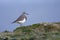 Rufous chested Dotterel, Charadrius modestus , at low tide, Peninsula Valdes, Unesco World Heritage Site,