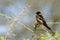 Rufous-chested Swallow in Kruger National park