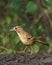 Rufous-chinned Laughingthrush on a branch