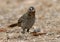 Rufous-chinned Laughingthrush, Ianthocincla rufogularis