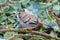 Rufous-chinned laughingthrush photographed in Sattal, India