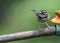 Rufous-collared sparrow or Andean sparrow Zonotrichia capensis