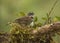 Rufous-collared sparrow or Andean sparrow Zonotrichia capensis, Costa Rica