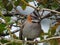 Rufous-collared Sparrow, Machu Picchu Peru