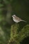 Rufous-collared sparrow, Zonotrichia capensis