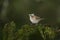 Rufous-collared sparrow, Zonotrichia capensis