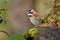 Rufous-collared Sparrow - Zonotrichia capensis is an American sparrow found in a wide range of habitat