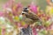 Rufous-collared Sparrow - Zonotrichia capensis is an American sparrow found in a wide range of habitat