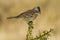 Rufous collared Sparrow, Zonotrichia capensis, Calden fores,