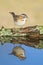 Rufous collared Sparrow, Zonotrichia capensis, Calden fores,