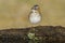 Rufous collared Sparrow, Zonotrichia capensis, Calden fores,