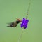 Rufous-crested Coquette, Lophornis delattrei