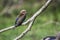 Rufous-crowned Roller in Kruger National park, South Africa