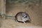 Rufous elephant shrew