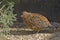 Rufous form of the Northern Bobwhite, Colinus virginianus