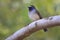 Rufous-gorgeted flycatcher