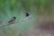 Rufous-gorgeted Flycatcher Ficedula strophiata