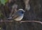 Rufous Gorgeted Flycatcher Ficedula Strophiata